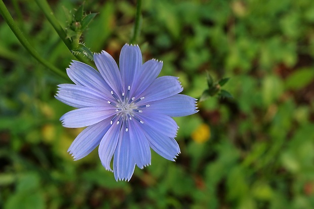 čakanka obyčajná Cichorium intybus L.