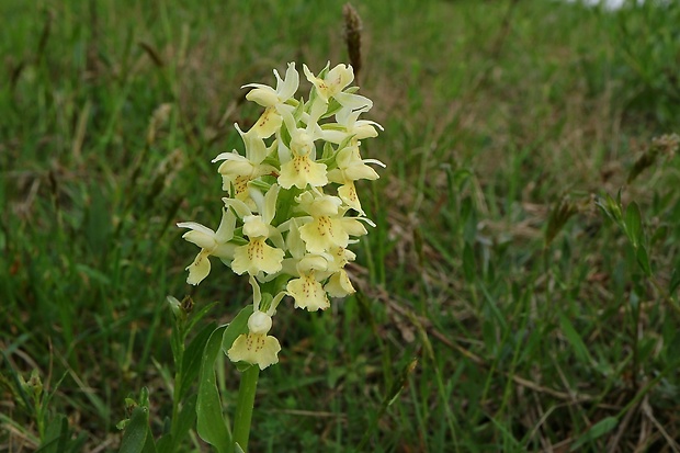 vstavačovec bazový Dactylorhiza sambucina (L.) Soó