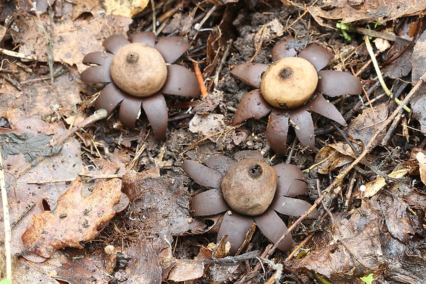 hviezdovka bradavičnatá Geastrum corollinum (Batsch) Hollós