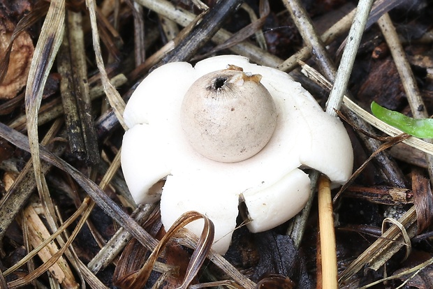 hviezdovka mechovitá Geastrum saccatum Fr.