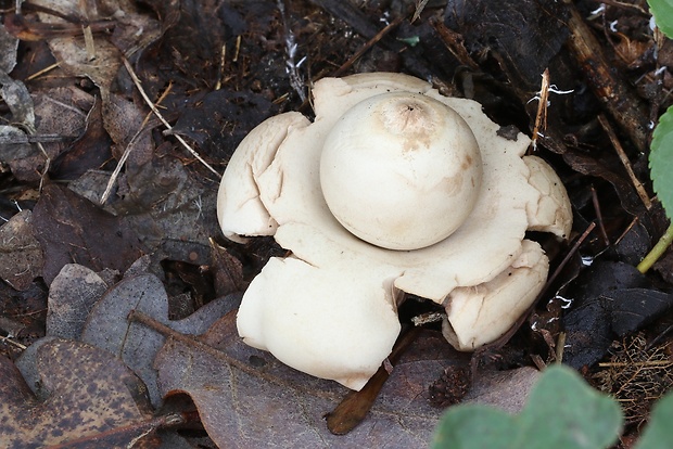 hviezdovka trojitá Geastrum triplex Jungh.