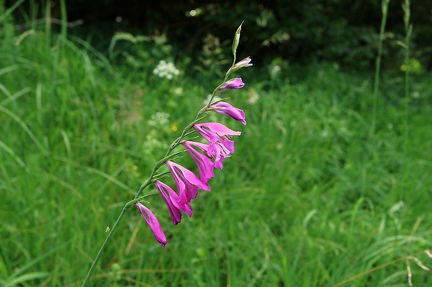 mečík škridlicovitý Gladiolus imbricatus L.