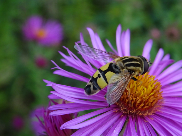 trúdovka červenonosá Helophilus trivittatus (Fabricius, 1805)