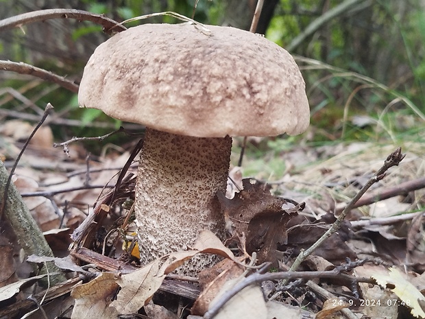 kozák topoľový Leccinum duriusculum (Schulzer ex Kalchbr.) Singer