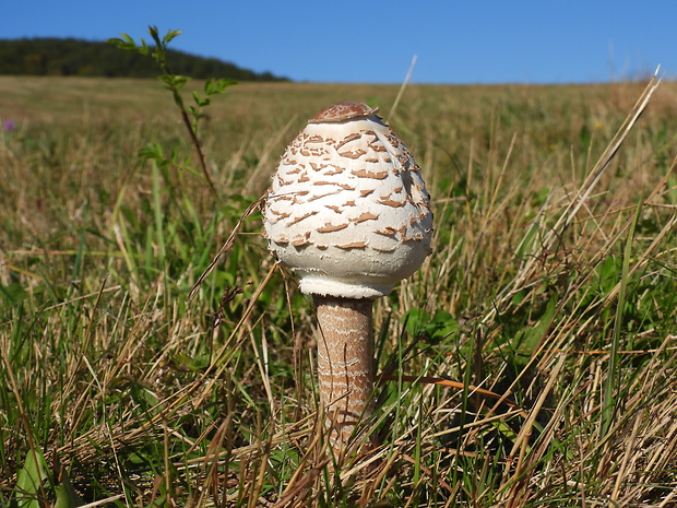 bedľa vysoká Macrolepiota procera (Scop.) Singer