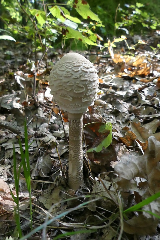 bedľa vysoká Macrolepiota procera (Scop.) Singer