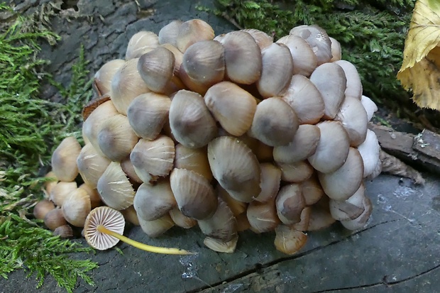 prilbička žltohlúbiková Mycena renati Quél.