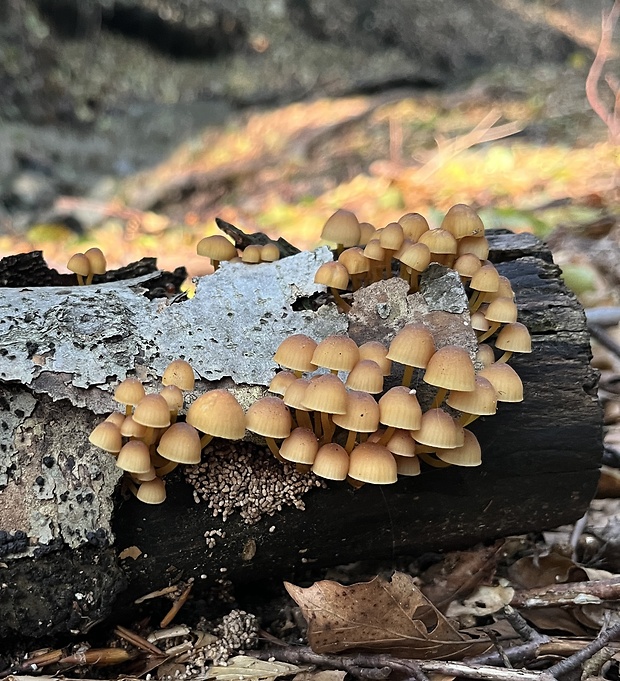 prilbička žltohlúbiková Mycena renati Quél.