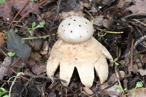 mnohokrčka dierkovaná Myriostoma coliforme (Dicks.) Corda