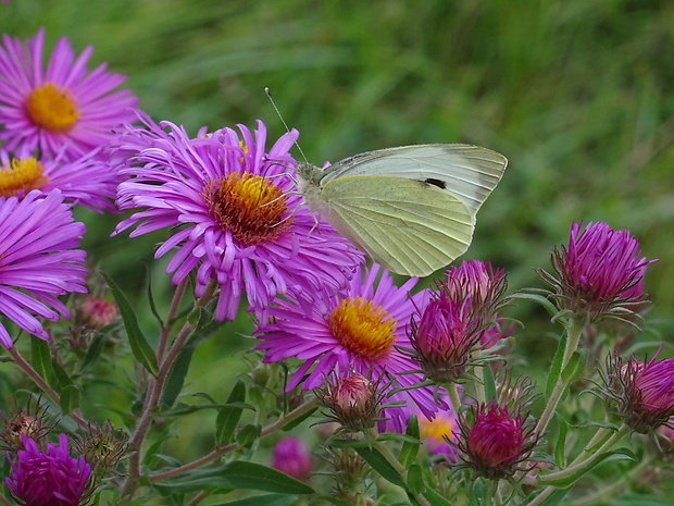 mlynárik kapustový Pieris brassicae