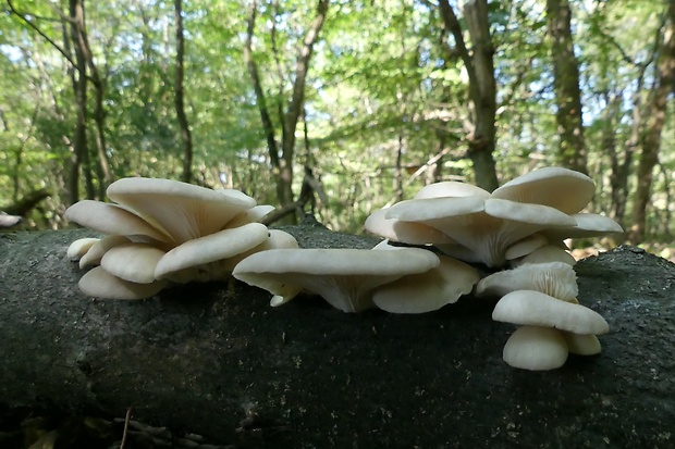 hliva buková Pleurotus pulmonarius (Fr.) Quél.