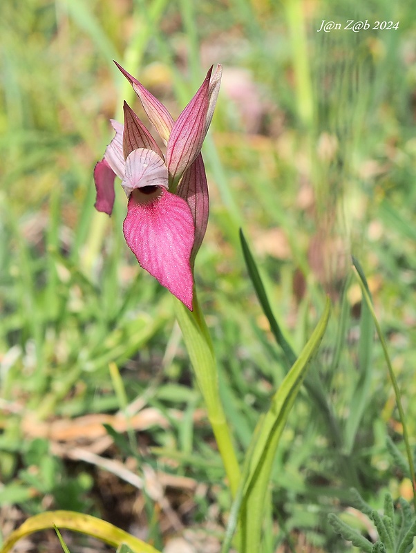 serapias Serapias lingua L.