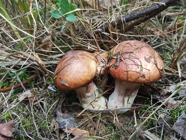 masliak obyčajný Suillus luteus (L.) Roussel