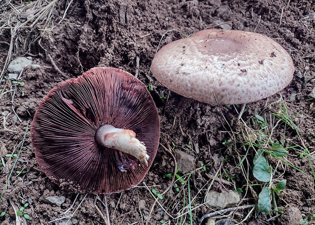 pečiarka Agaricus cupreobrunneus (Jul. Schäff. & Steer) Pilát