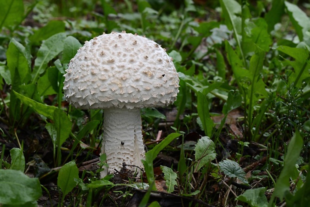 muchotrávka Vittadiniho Amanita vittadinii (Moretti) Vittad.