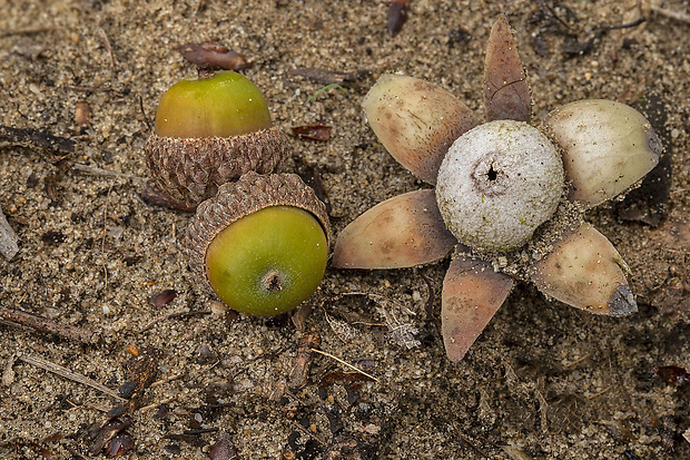 hviezdovec vlahojavný Astraeus hygrometricus (Pers.) Morgan