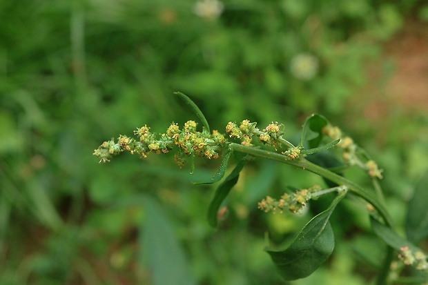 loboda konáristá Atriplex patula L.