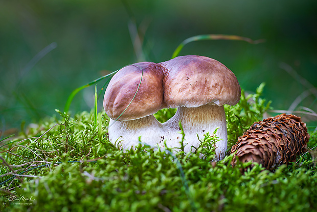 hríb smrekový Boletus edulis Bull.