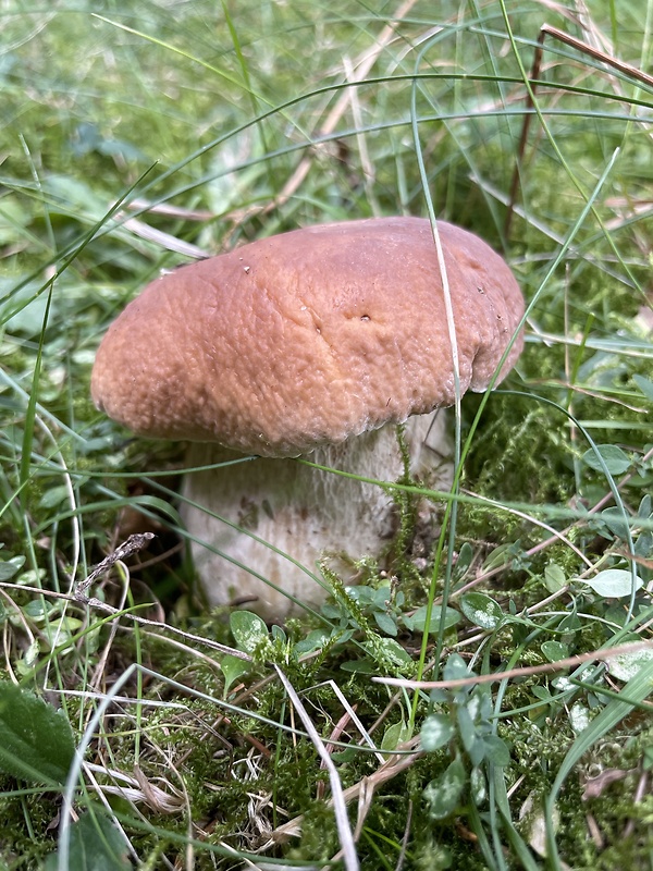 hríb smrekový Boletus edulis Bull.