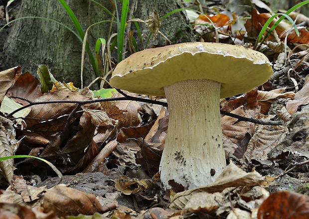 hríb smrekový Boletus edulis Bull.