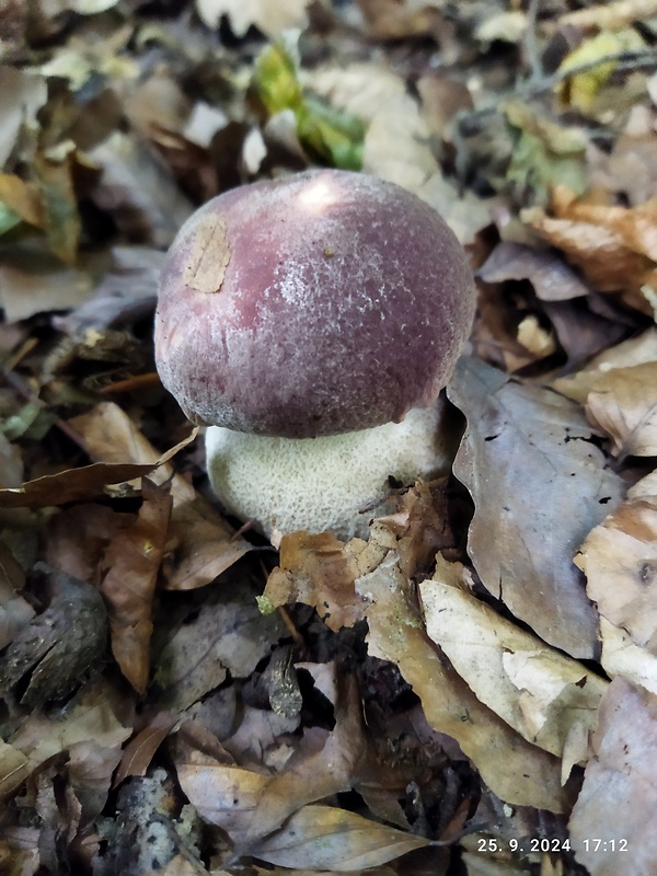 hríb sosnový Boletus pinophilus Pil. et Dermek in Pil.