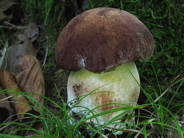 hríb sosnový Boletus pinophilus Pil. et Dermek in Pil.