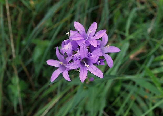 zvonček klbkatý Campanula glomerata agg. L.