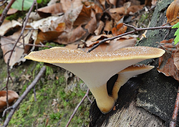 trúdnik šupinatý Cerioporus squamosus (Huds.) Quél.