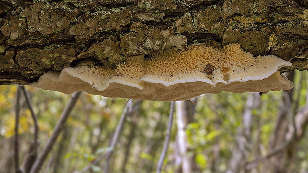 zubček teplomilný Climacodon pulcherrimus (Berk. & M.A. Curtis) Nikol.