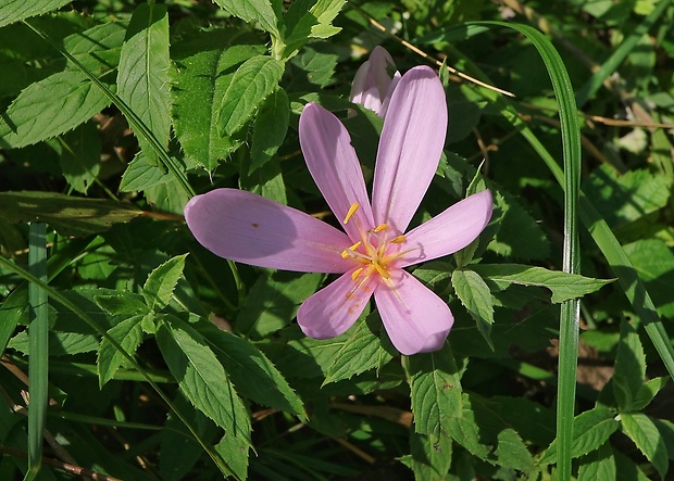 jesienka obyčajná Colchicum autumnale