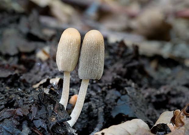 hnojník Coprinellus sp.