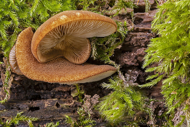 pahliva šafranová Crepidotus crocophyllus (Berk.) Sacc.