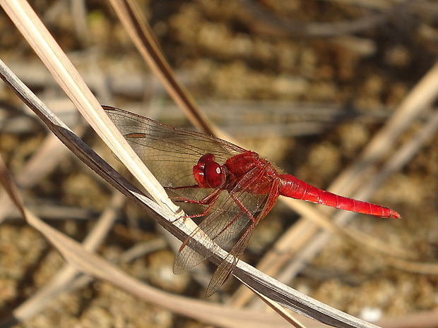 vážka červená Crocothemis erythraea Brullé, 1832