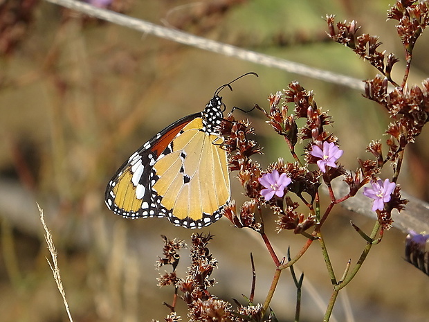 danaus východný Danaus chrysippus Linnaeus 1758