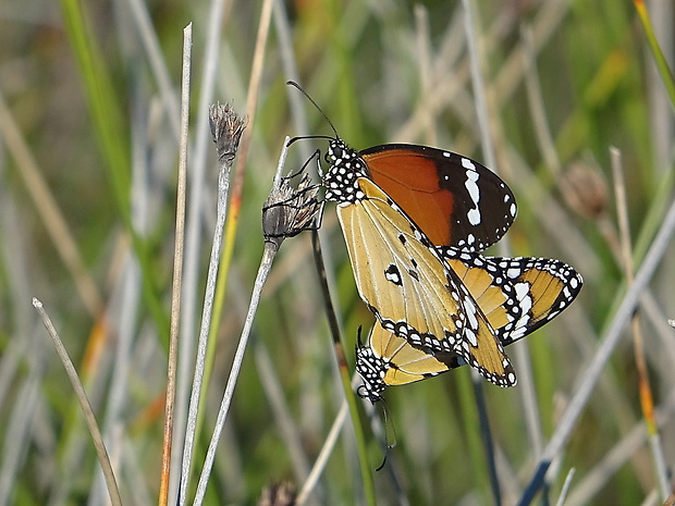 danaus východný Danaus chrysippus Linnaeus 1758