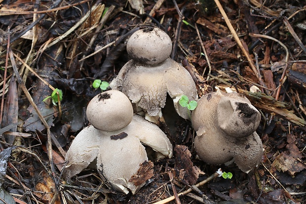 hviezdovka klenbová Geastrum fornicatum (Huds.) Hook.