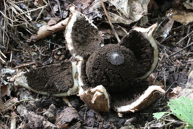 hviezdovka vlasatá Geastrum melanocephalum (Czern.) V.J. Staněk