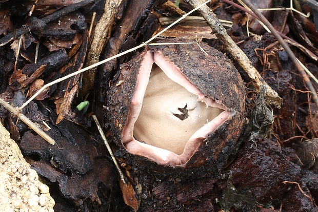 hviezdovka červenkastá Geastrum rufescens Pers.