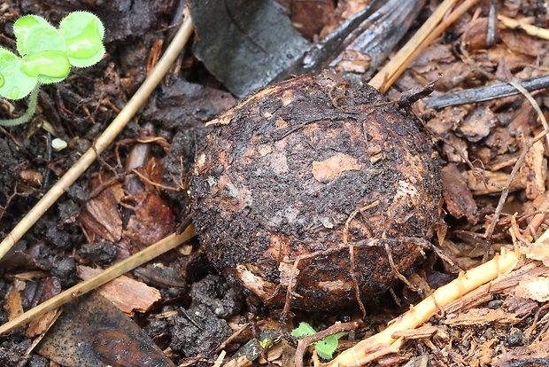 hviezdovka červenkastá Geastrum rufescens Pers.