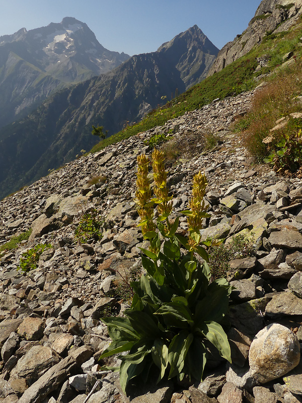 horec žltý - biotop Gentiana lutea L.