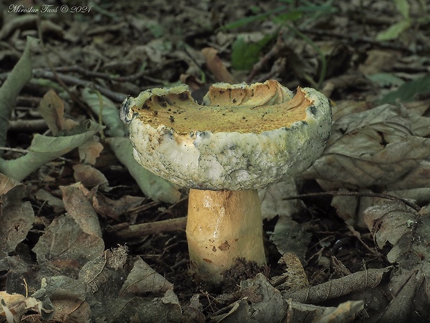 hríbnik modrejúci Gyroporus cyanescens (Bull.) Quél.