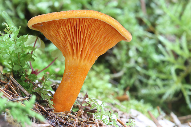 líška oranžová Hygrophoropsis aurantiaca (Wulfen) Maire