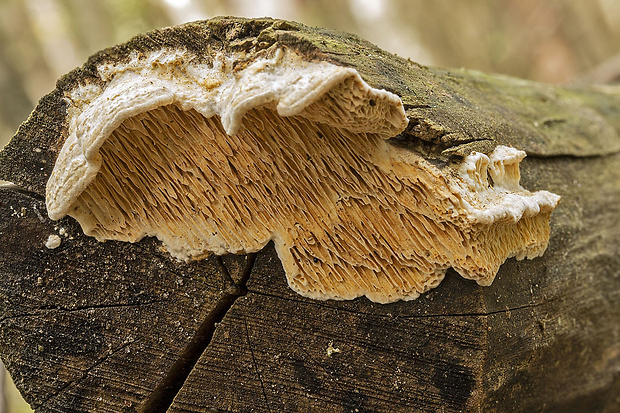 zubovec biely Irpex lacteus (Fr.) Fr.