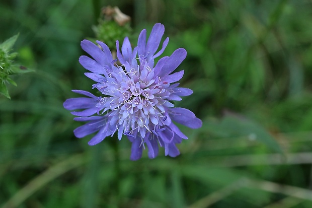 chrastavec roľný Knautia arvensis (L.) Coult.