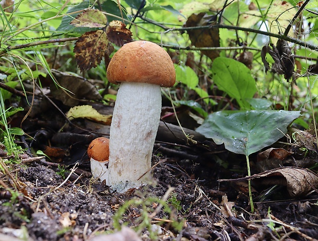 kozák osikový Leccinum albostipitatum den Bakker & Noordel.