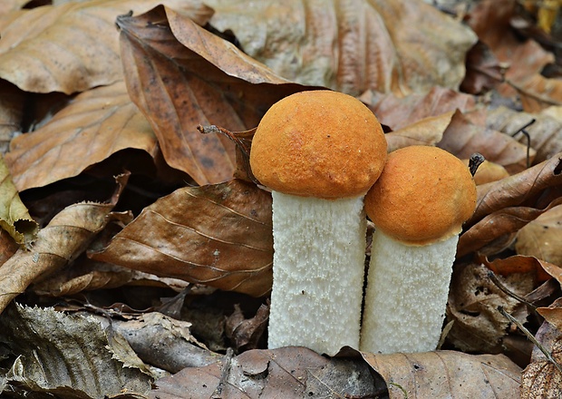 kozák osikový Leccinum albostipitatum den Bakker & Noordel.