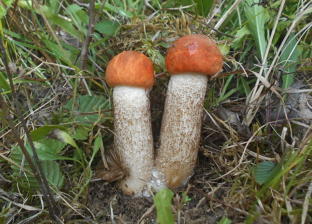 kozák dubový Leccinum aurantiacum (Bull.) Gray