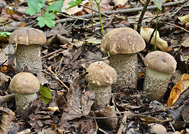 kozák topoľový Leccinum duriusculum (Schulzer ex Kalchbr.) Singer