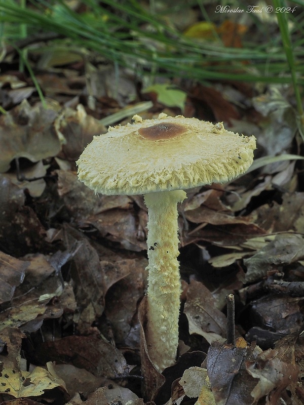 bedlička vretenovitovýtrusná Lepiota magnispora Murrill