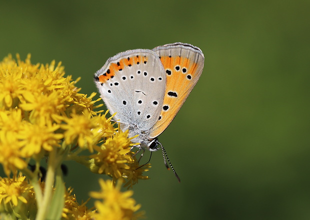 ohniváčik veľký  Lycaena dispar